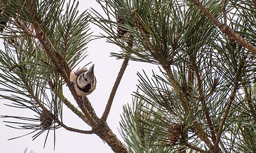 A charming bird sits peacefully on a pine tree branch, best captured in nature photography showcasing wildlife moments during the day. A small crested tit perched on a pine tree branch, surrounded by green needles and a pale sky, capturing a natural moment in wildlife photography.