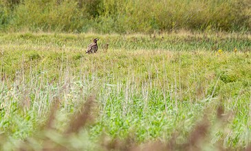 Stunning wildlife photography of a bird of prey sitting calmly amidst vibrant green grass, showcasing the harmony of nature’s wildlife. A majestic bird of prey perched quietly in a lush green field with tall grass and wildflowers, capturing the beauty of nature.