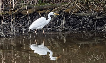 A graceful heron wading through calm waters, surrounded by natural vegetation, showcasing wildlife photography skills. A stunning white heron standing in shallow water near a dense, tangled bank, capturing a serene moment in nature.