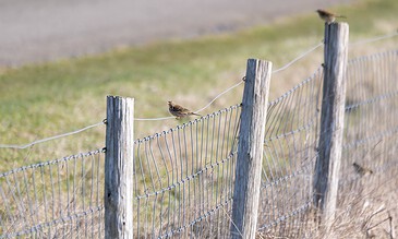 Up of two small birds sitting on a wire fence in a rural setting, with a grassy field and a blurred road in the background. A bird perched on a wire fence with a grassy field and road in the background, capturing a peaceful outdoor scene.