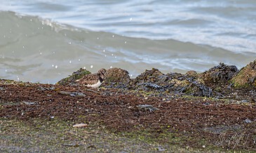 A small bird resting on the shoreline among rocks and seaweed, with gentle waves in the background, showcasing a serene coastal scene. A bird standing on a rocky shoreline with water in the background, captured during a peaceful moment at the beach.