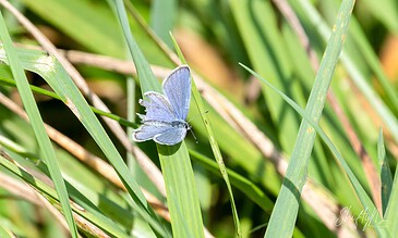 Up of a delicate blue butterfly perched on grass, showcasing vibrant colors and intricate wing patterns in a lush, green environment. Blue butterfly resting on green grass blades in a natural outdoor setting.