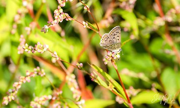 Capturing a close-up of a butterfly resting on a pink flower in a lush garden setting, highlighting the intricate details of the insect and plant. A butterfly perched on pink flowering plant amidst green foliage, showcasing nature's delicate beauty and vibrant colors.