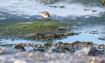 A small bird perched on rocks by the water's edge, showcasing the beauty of wildlife in a tranquil coastal setting. A bird standing on a rocky shoreline near water, capturing a serene moment in nature.