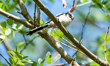 A charming small bird sitting on a tree branch surrounded by lush green foliage, highlighting the beauty of nature and wildlife photography. Small bird perched on a tree branch amidst green leaves, captured in natural sunlight, showcasing wildlife photography.