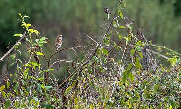 A small bird sitting on a branch surrounded by lush greenery and tangled twigs, capturing a peaceful moment in nature. A bird perched on a branch amidst dense green foliage and tangled twigs in a natural outdoor setting.