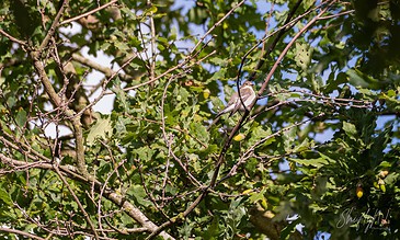 Small bird sitting on a branch surrounded by vibrant green foliage and a clear blue sky, showcasing the beauty of nature. A small bird perched on a branch amidst lush green leaves and blue sky, capturing a peaceful moment in nature.