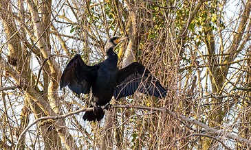 Up of a bird perched on a branch in a natural, wooded environment with intricate tree branches and sunlight filtering through. A bird with black feathers and a yellow beak perched on a branch amidst dense, leafless tree branches during daylight.