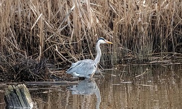 Elegant grey heron standing in a calm wetland surrounded by tall dry reeds, showcasing nature's serene beauty and wildlife habitat.