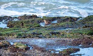 Up of a tiny bird resting on green mossy rocks along the shoreline, with the ocean's waves softly crashing in the background, capturing a peaceful moment in nature. A vibrant coastal scene featuring a small bird perched on moss-covered rocks near the shoreline with gentle waves in the background.