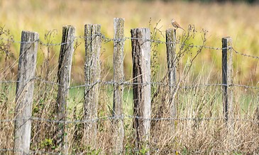 A rustic wooden fence posts with barbed wire in a natural field setting, capturing the peaceful countryside atmosphere and rural landscape. A weathered wooden fence posts with barbed wire in a rural field, surrounded by tall grass and wildflowers, under a clear sky.