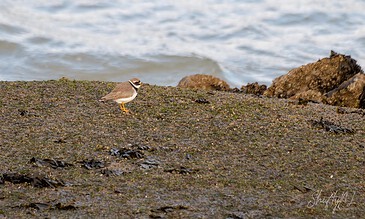 A charming small bird perched on a rocky shoreline with gentle waves in the background, showcasing the beauty of coastal wildlife. Small shorebird standing on a rocky beach with ocean waves in the background, capturing a peaceful coastal scene.