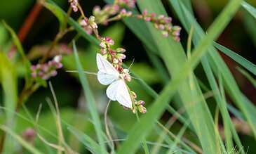 Capturing a delicate white butterfly resting on a pink flower in a lush green natural setting. White butterfly perched on pink flowering plant amidst green grass and foliage.