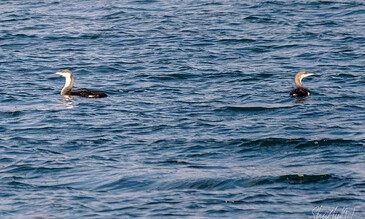 Two seabirds floating peacefully on the calm blue waters, showcasing nature's tranquility. A bird swimming on the ocean surface, captured during a serene day at sea.