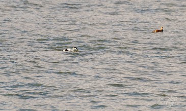 Ducks and seagulls swimming peacefully on a serene body of water at sunset, showcasing tranquil wildlife moments. A duck and a seagull swimming on calm water during sunset, capturing peaceful nature moments.