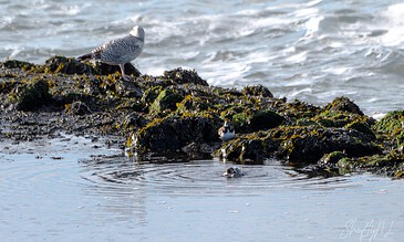 Capturing serene coastal moments with seagulls resting on rocks near the water's edge. Seagulls perched on moss-covered rocks along the shoreline with gentle waves in the background.