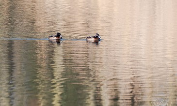 Serene scene of two ducks gliding across a tranquil lake, capturing the beauty of nature and peaceful moments in the outdoors. Two ducks swimming peacefully on a calm lake with reflections of trees and sky on the water surface.