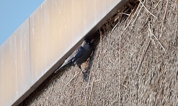 Up of a small bird sitting on a weathered wooden surface under a metal beam, highlighting nature and outdoor photography. A bird perched on a wooden surface beneath a metal structure, captured in a natural outdoor setting.