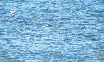 Two ducks glide peacefully across the calm blue water, creating a serene and tranquil scene perfect for nature lovers and outdoor enthusiasts. Two ducks swimming on a calm blue water surface, capturing a peaceful moment in nature.
