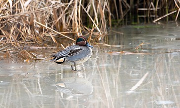 Up of a duck standing on a frozen pond surrounded by dried reeds, capturing a peaceful moment in nature. A bird standing on a frozen pond with reeds in the background, showcasing a serene natural habitat.