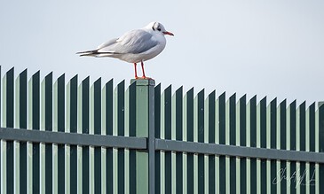 A seagull standing on a green metal fence, captured in a serene outdoor setting with a minimalist background. A bird perched on top of a green metal fence against a clear sky.