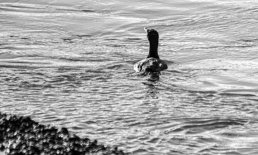 Black and white photo of a swan gracefully swimming in calm water, capturing a peaceful and elegant moment in nature.