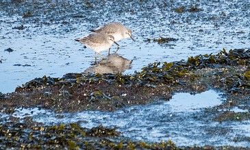 Up of a shorebird foraging in tidal pools, capturing a serene moment in a coastal environment. A bird wading in shallow water, searching for food along a shoreline covered with seaweed and rocks.