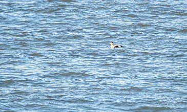 A solitary bird gliding across the water's surface, creating a peaceful and natural scene perfect for nature photography. A bird swimming in a body of water with gentle waves, captured during daylight.