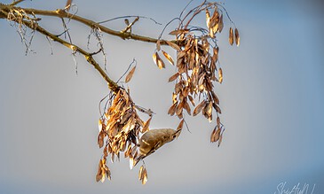 A small bird is hanging upside down from a dried branch with seed pods, captured in a serene natural setting with a clear blue sky. A bird perched on a dried branch with seed pods against a soft blue sky background.