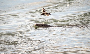 Capturing a moment of marine life with a seal swimming and a bird soaring overhead, highlighting the beauty of nature and wildlife photography. A seal swimming in the ocean with a bird flying above, showcasing marine wildlife in their natural habitat.