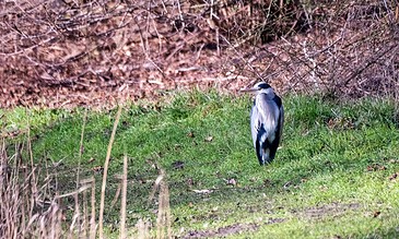 A solitary bird, possibly a heron or similar species, standing on green grass with a background of leafless bushes and trees, showcasing wildlife in its natural habitat. A bird standing on a grassy patch near a wooded area, captured in a natural outdoor setting.