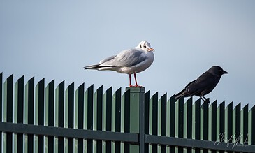 Capturing a peaceful moment with two birds resting on a fence, showcasing nature and wildlife photography. Seagull and black bird perched on a green metal fence against a cloudy sky.