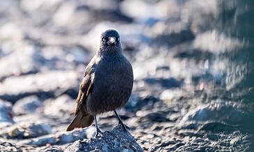 Up of a bird perched on rocks near water, showcasing detailed feathers and a serene natural environment. A bird standing on a rocky shoreline with water in the background, captured in natural light.