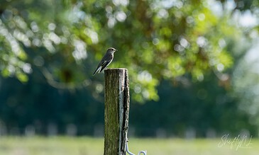 A charming small bird sitting on a rustic wooden post amidst vibrant greenery, showcasing the beauty of nature and wildlife photography. A small bird perched on a weathered wooden post in a lush green outdoor setting, captured in natural light with a blurred background.