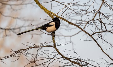 Up of a black and white bird sitting on a bare tree branch against a soft, cloudy sky, capturing a peaceful moment in nature. A bird perched on a leafless tree branch during winter, showcasing nature's beauty and serenity.