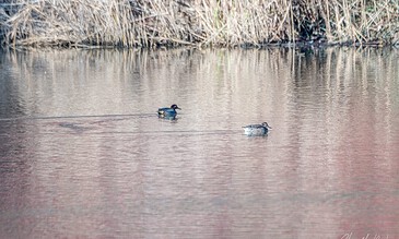 A serene image of two ducks gliding across a tranquil lake with tall reeds along the shoreline, highlighting the beauty of nature and wildlife. A bird swimming on a calm body of water with reeds in the background, capturing a peaceful natural scene.