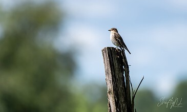 A charming bird sitting atop a rustic wooden post, showcasing the beauty of wildlife and nature's tranquility in a serene outdoor setting. A small bird perched on a weathered wooden post against a blurred green and blue sky background, capturing a peaceful moment in nature.