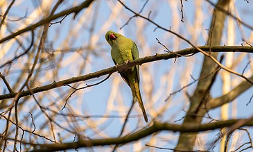 A vibrant green parrot sitting on a tree branch amidst leafless twigs, captured in natural daylight. A bird perched on a tree branch with a clear blue sky in the background, showcasing nature photography.