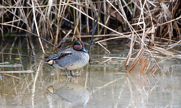 Up of a duck standing in a marshy area with reeds and water, highlighting wildlife photography and natural habitat. A bird standing in shallow water among reeds, showcasing natural wetland habitat.
