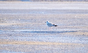 A solitary seagull on the beach, showcasing the beauty of nature and peaceful coastal scenery. A bird standing on a sandy beach with a blurred background, captured in natural light.