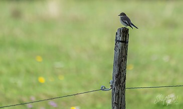 Capturing a peaceful moment in nature, this image from the 2026 March Gallery showcases wildlife serenity and rural landscape beauty. A bird perched on a weathered wooden fence post in a lush green field during springtime.