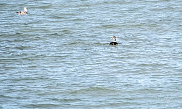 A serene image of a bird floating on calm ocean waters, highlighting the tranquility of nature and the beauty of coastal wildlife. A bird swimming in the ocean with gentle waves, captured during a peaceful day at the beach.