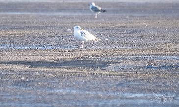 My Amazing Moments Captured in One place: serene seagulls on the beach, highlighting the beauty of nature and coastal wildlife photography. Seagulls standing on a sandy beach with shallow water, captured in natural light, showcasing a peaceful coastal scene.