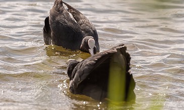 A bird swimming in water with its head submerged and tail raised, showcasing a peaceful moment in nature.