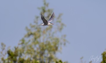A bird in flight with a blurred green tree and blue sky background, captured in a natural outdoor setting.