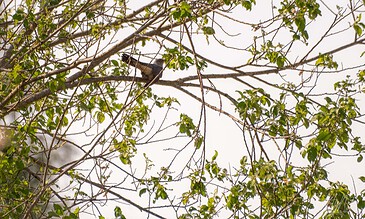 A bird perched on a tree branch with green leaves against a bright sky background.