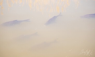 A fish swimming in calm, murky water during daytime, with reflections of trees on the surface.