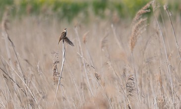 A bird perched on a tall reed in a natural grassland setting, with soft focus on the background.