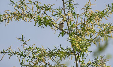 A bird perched on a leafy, thorny branch of a tree against a clear sky background.