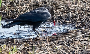 A black crow with foraging in a wet marshy area with dried reeds and water, capturing a natural wildlife moment.